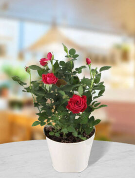 Roseate rose plant